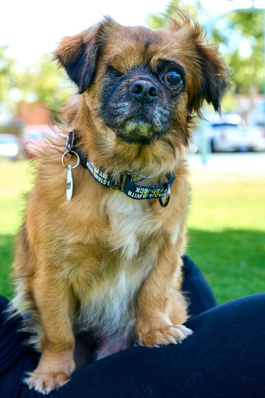 Enlarge Winky, a ADOPTABLE Pekingese in Los Angeles, CA image 1/6