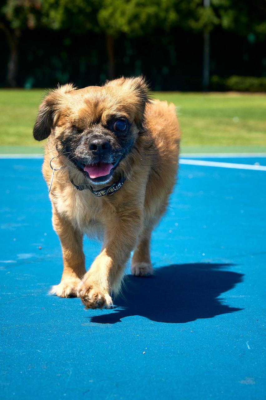 Enlarge Winky, a ADOPTABLE Pekingese in Los Angeles, CA image 4/6