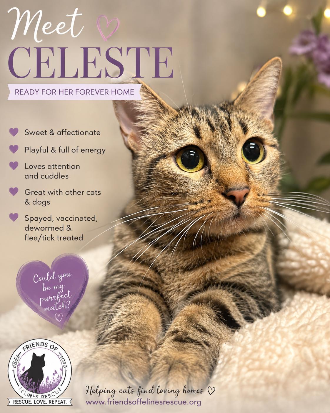 Celeste, Adoptable, Adult Female Domestic Short Hair.