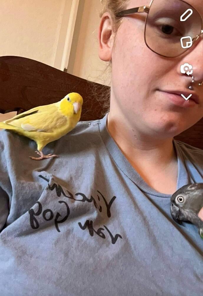 Mr Peep, Adoptable, Young Male Parrotlet.