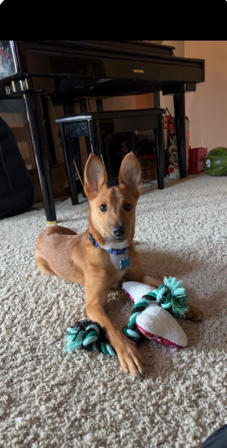 Enlarge The Taco Bandit 16lbs, an adopted mixed breed in Armada, MI image 5/6