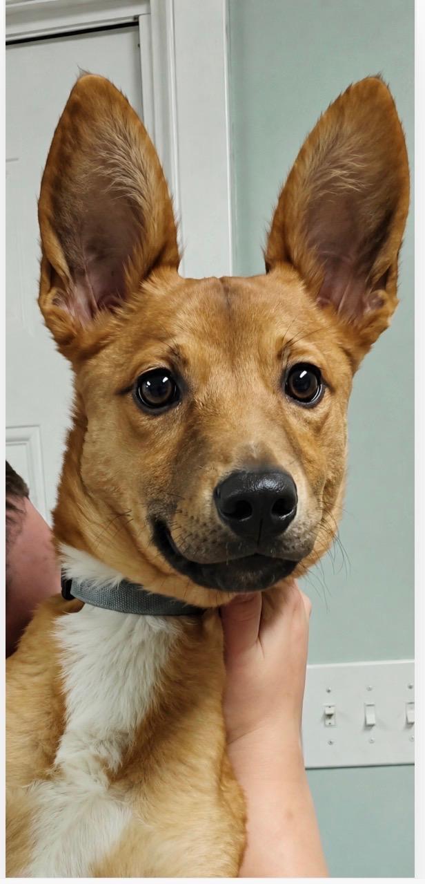 Enlarge The Taco Bandit, a Adoptable mixed breed in Armada, MI image 1/2