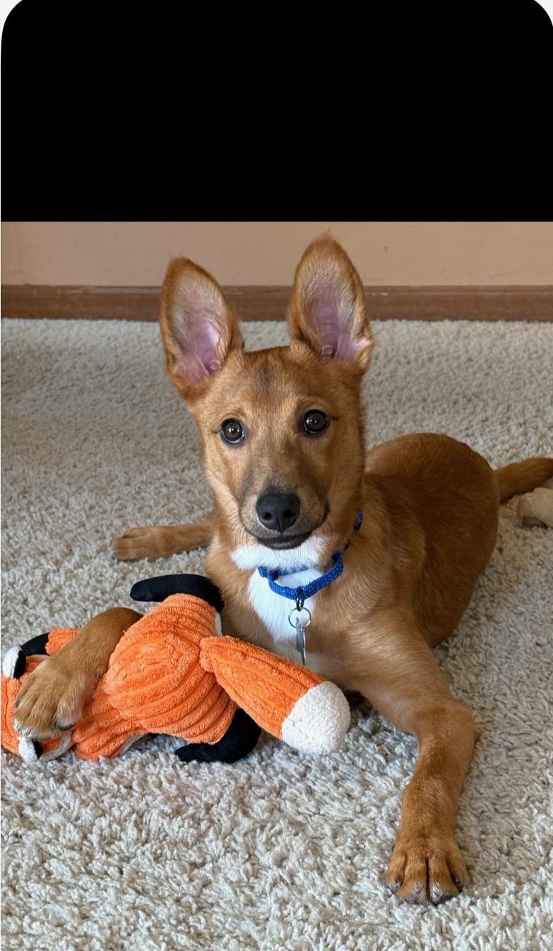 Enlarge The Taco Bandit 16lbs, an adopted mixed breed in Armada, MI image 4/6