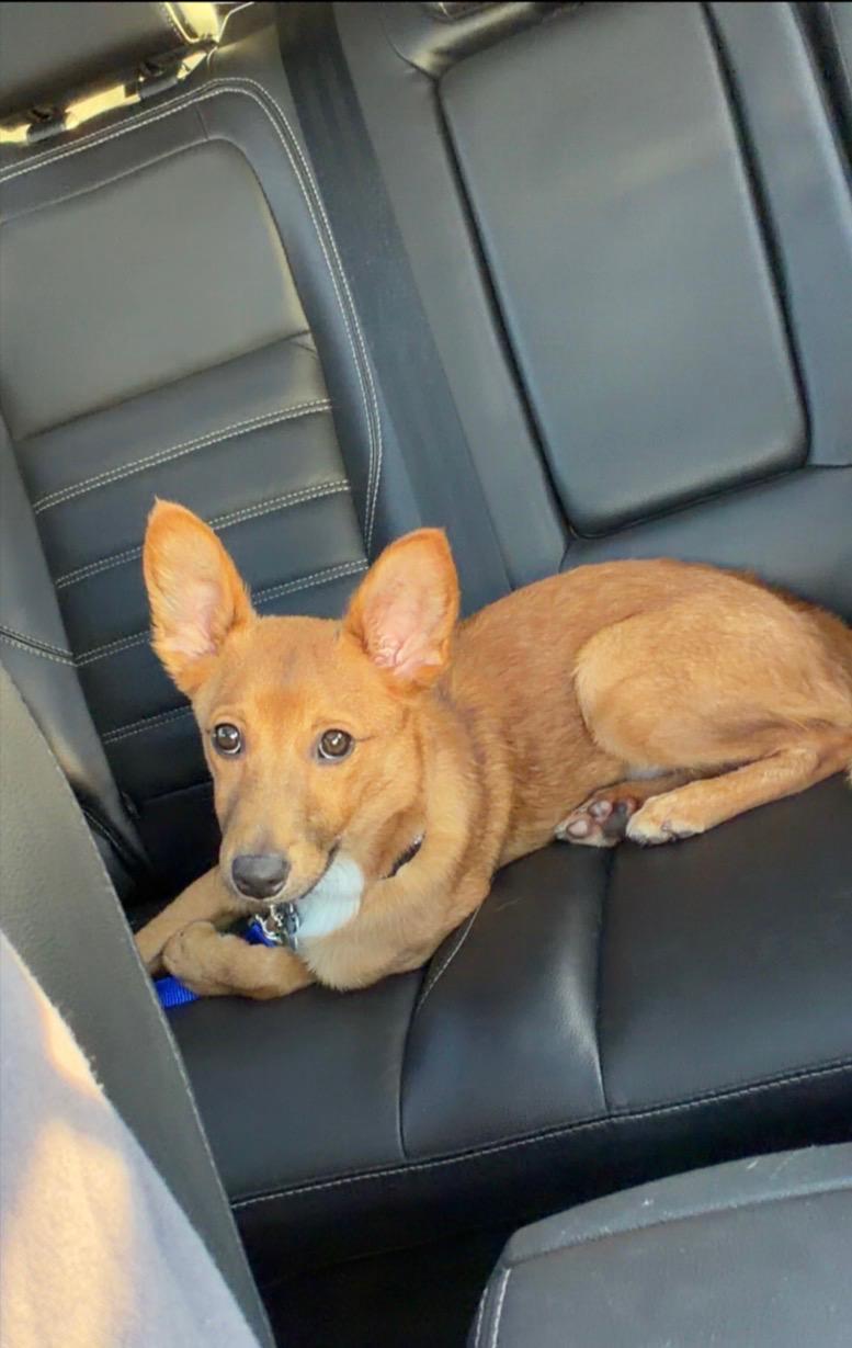 Enlarge The Taco Bandit 16lbs, an adopted mixed breed in Armada, MI image 3/6