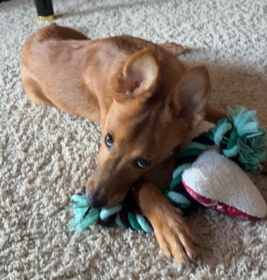 Enlarge The Taco Bandit 16lbs, an adopted mixed breed in Armada, MI image 2/6