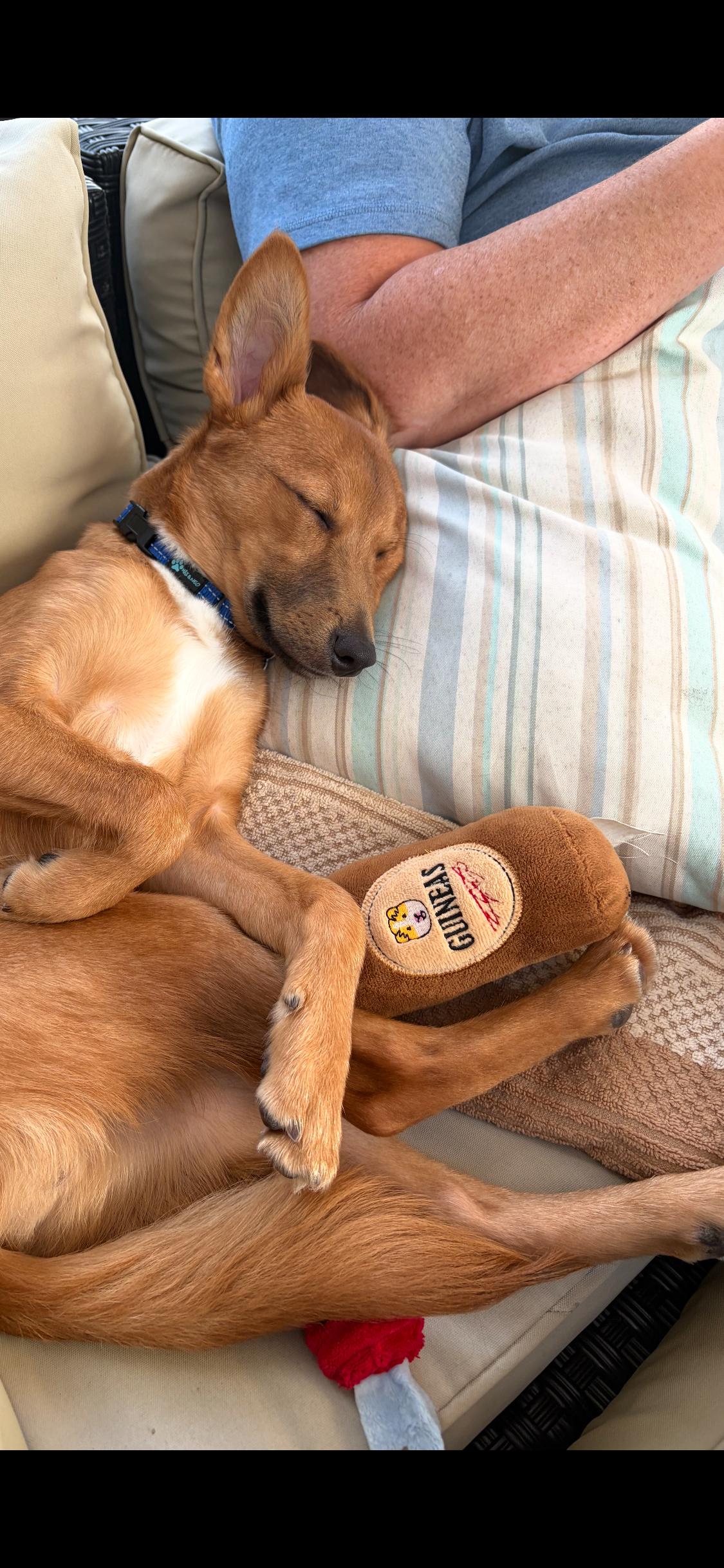 Enlarge The Taco Bandit 16lbs, an adopted mixed breed in Armada, MI image 6/6