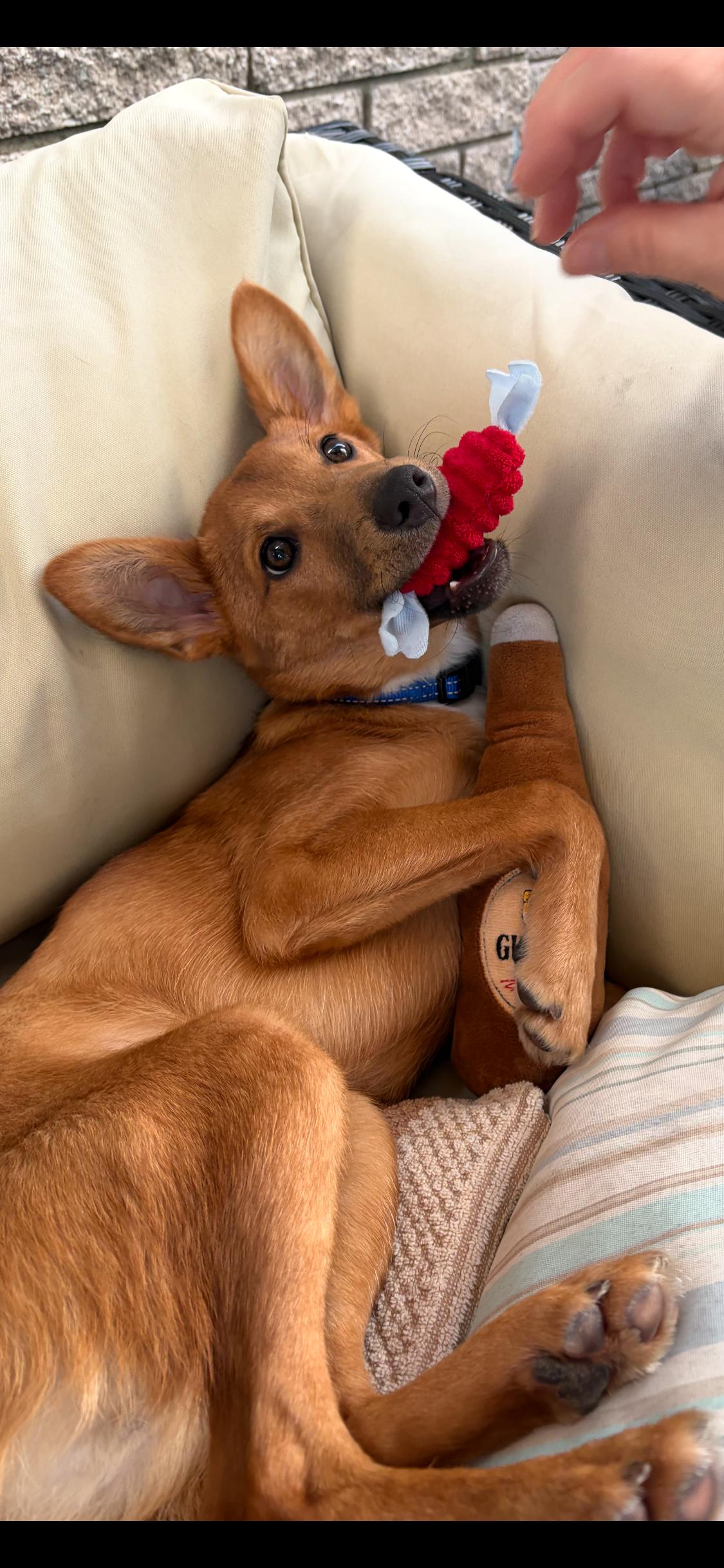 Enlarge The Taco Bandit 16lbs, an adopted mixed breed in Armada, MI image 1/6