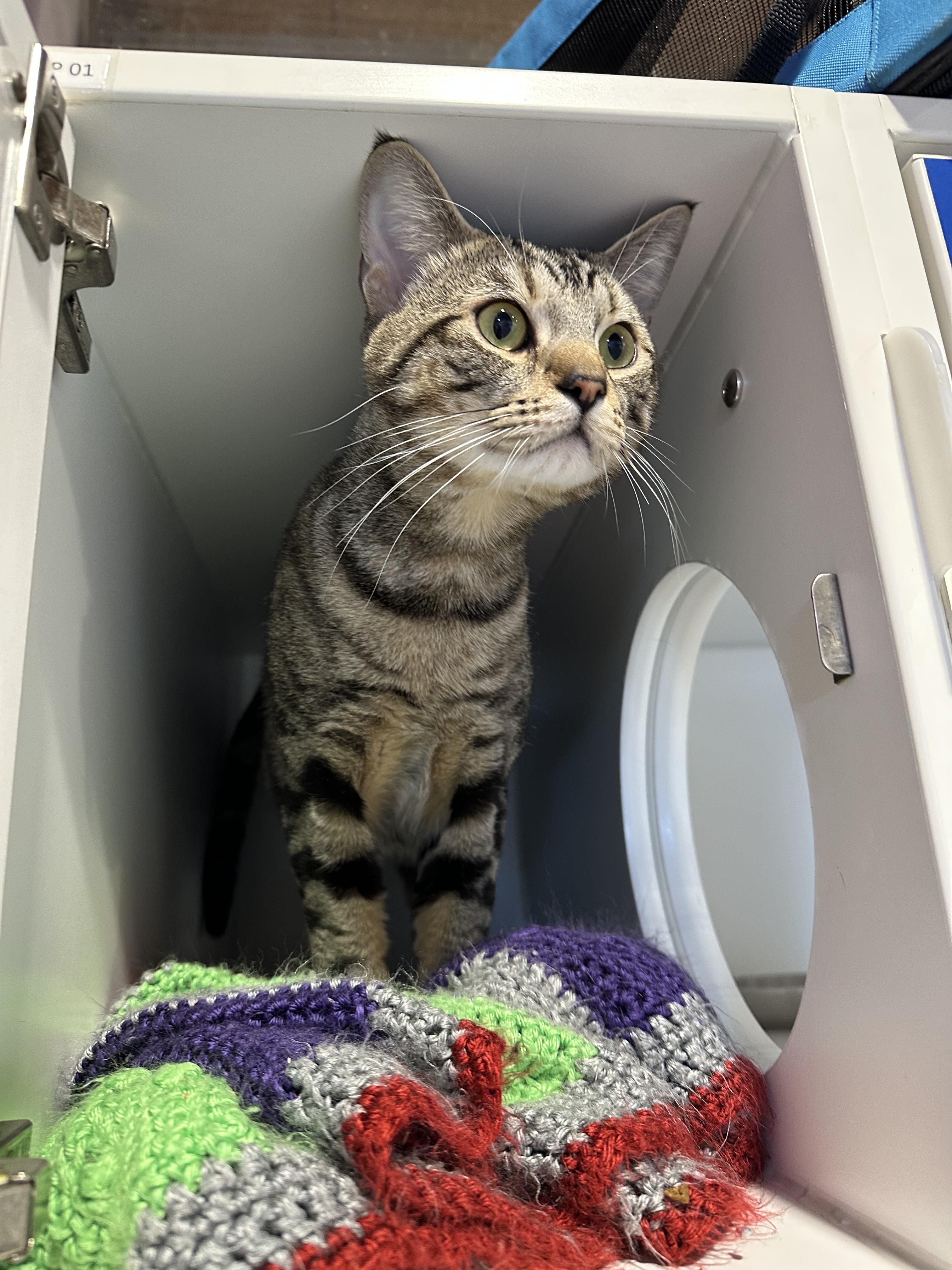 Winky, ADOPTABLE, Adult Male Domestic Short Hair.