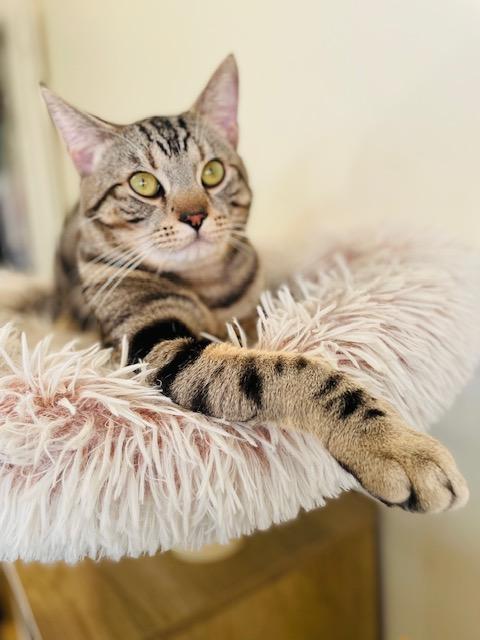 Enlarge Winky, a ADOPTABLE Domestic Short Hair in Seattle, WA image 2/3