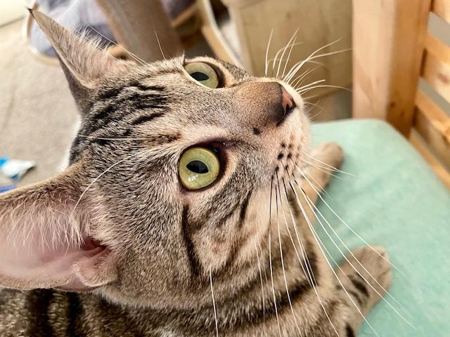 Enlarge Winky, a ADOPTABLE Domestic Short Hair in Seattle, WA image 3/3