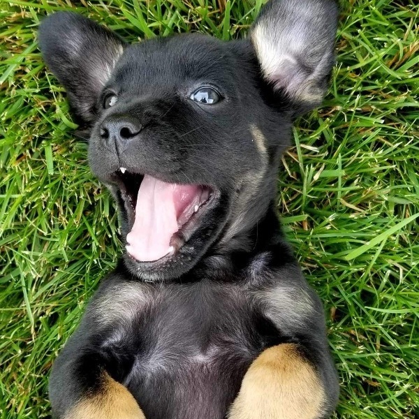 Bobo, a Adopted mixed breed in Winnipeg, MB image 1/10