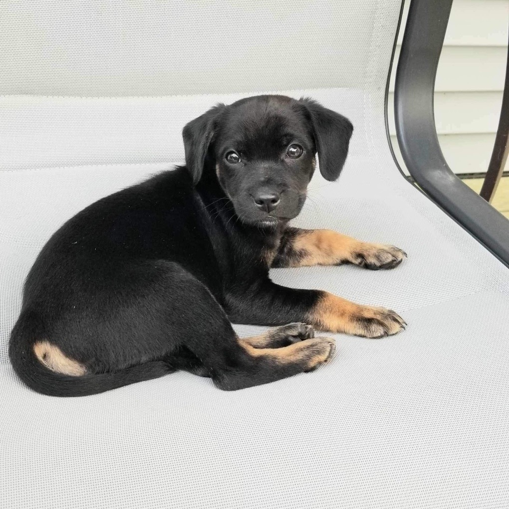 Bobo, a Adopted mixed breed in Winnipeg, MB image 2/10