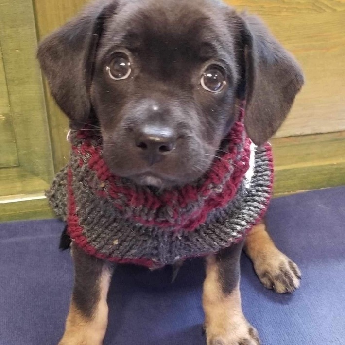 Bobo, a Adopted mixed breed in Winnipeg, MB image 3/10