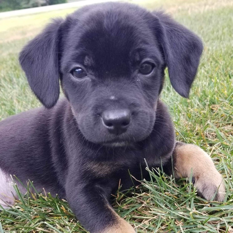 Bobo, a Adopted mixed breed in Winnipeg, MB image 4/10