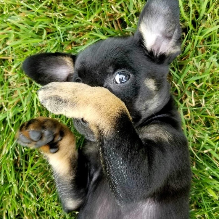 Bobo, a Adopted mixed breed in Winnipeg, MB image 5/10