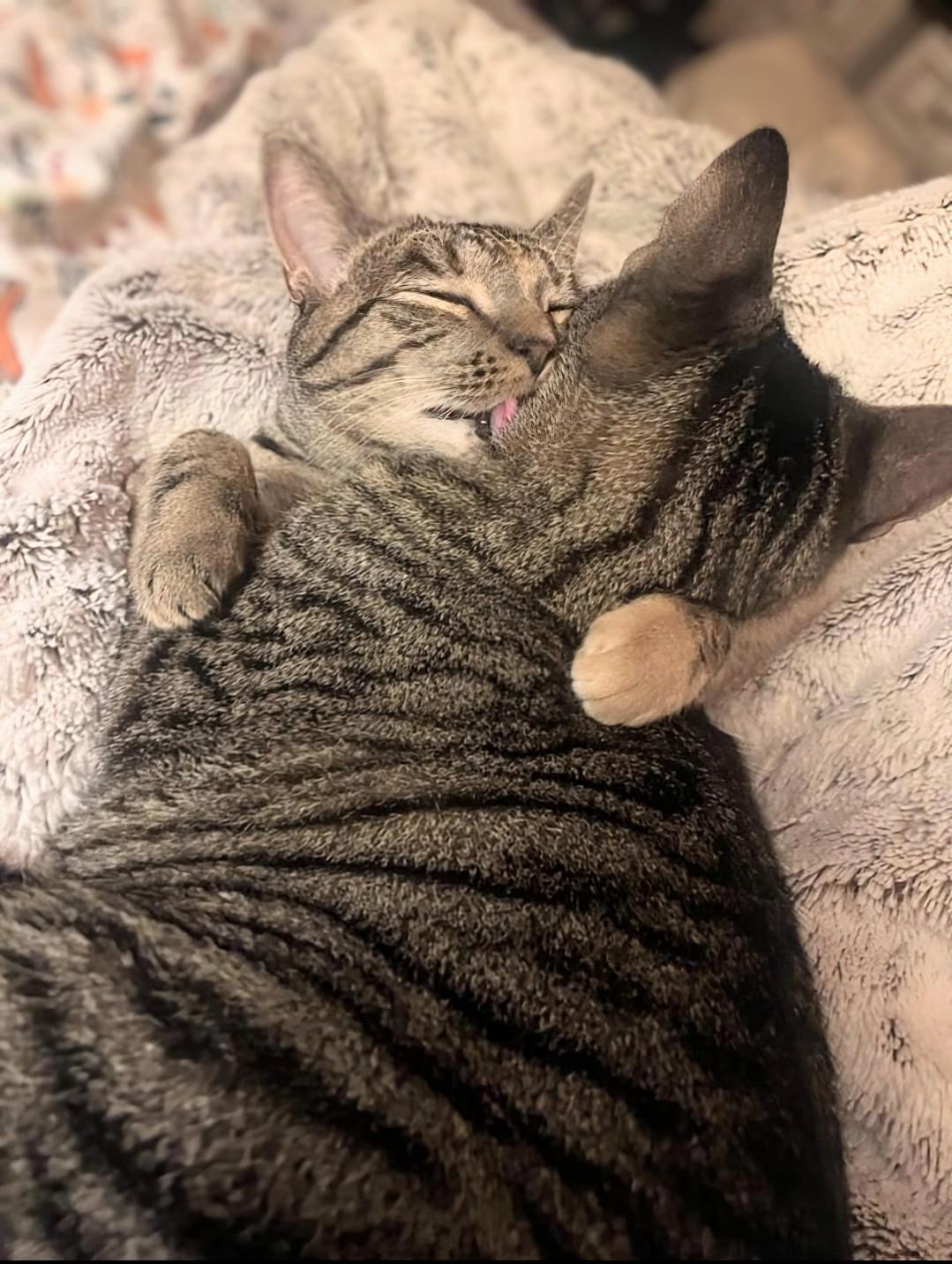 Princess Mononoke & Howl, a Adoptable Tabby in Knoxville, TN image 1/6