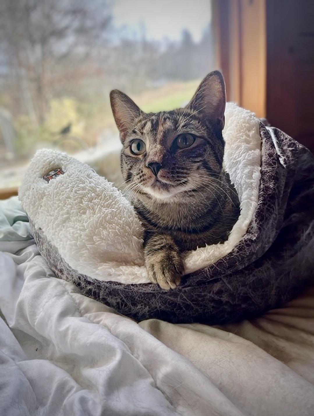 Princess Mononoke & Howl, a Adoptable Tabby in Knoxville, TN image 3/6