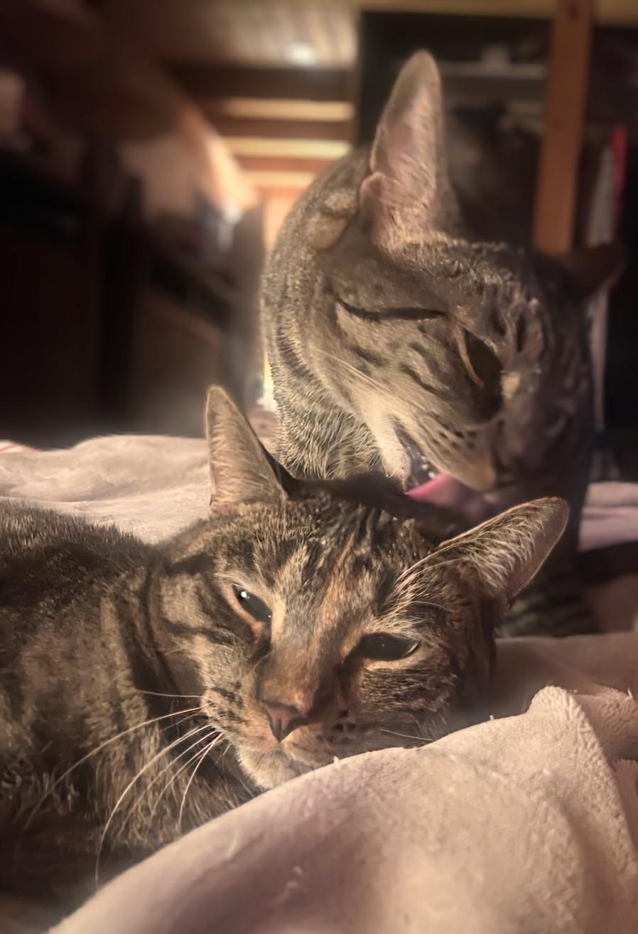Princess Mononoke & Howl, a Adoptable Tabby in Knoxville, TN image 1/6