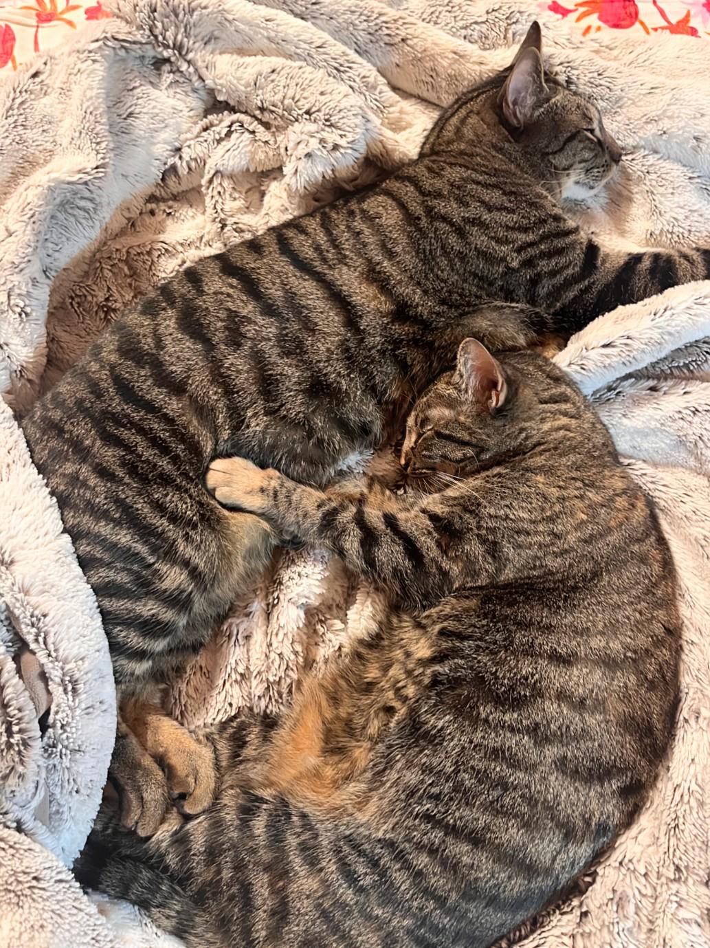 Princess Mononoke & Howl, a Adoptable Tabby in Knoxville, TN image 6/6