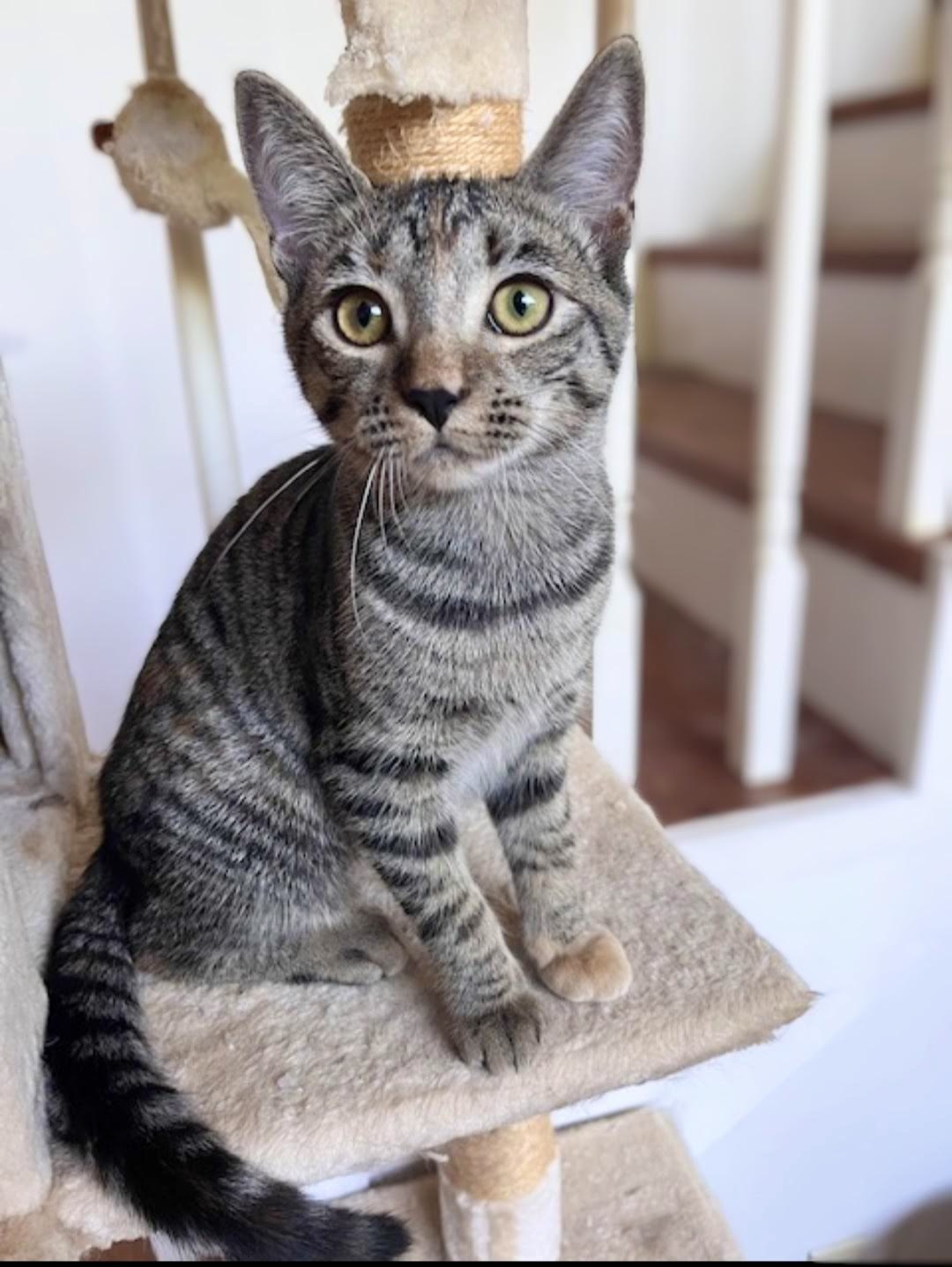 Princess Mononoke & Howl, a Adoptable Tabby in Knoxville, TN image 4/6