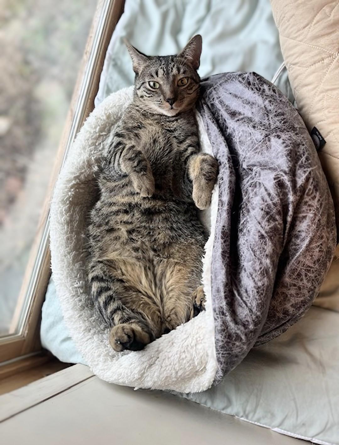 Princess Mononoke & Howl, a Adoptable Tabby in Knoxville, TN image 2/6