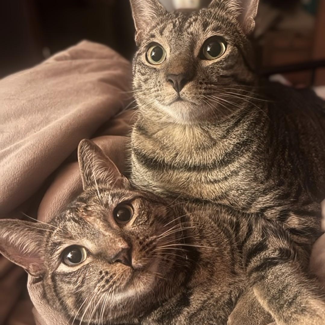 Enlarge Princess Mononoke & Howl, a Adoptable Tabby in Knoxville, TN image 1/6