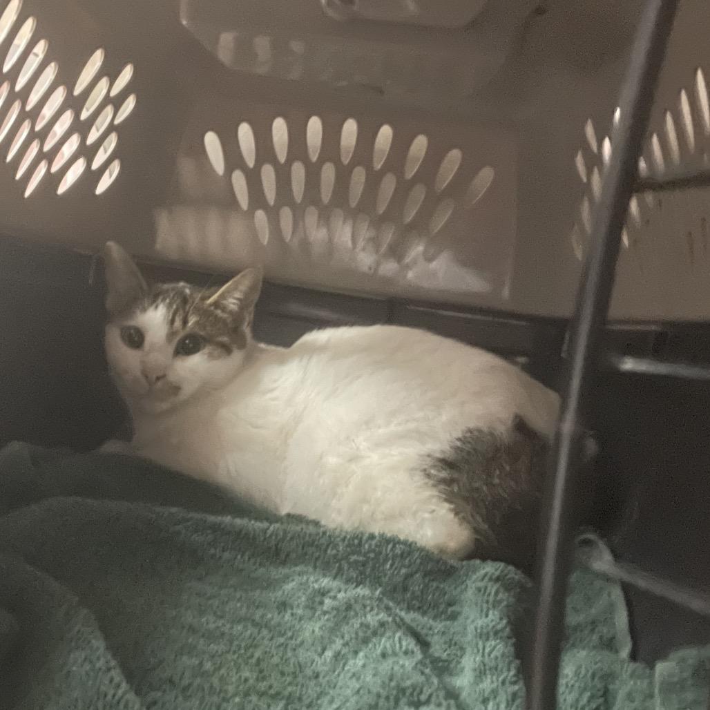 Enlarge Dingo, a Adoptable Domestic Short Hair in Port Charlotte, FL image 1/3