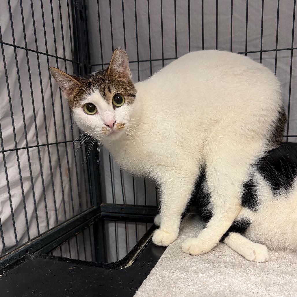 Enlarge Dingo, a Adoptable Domestic Short Hair in Port Charlotte, FL image 2/3