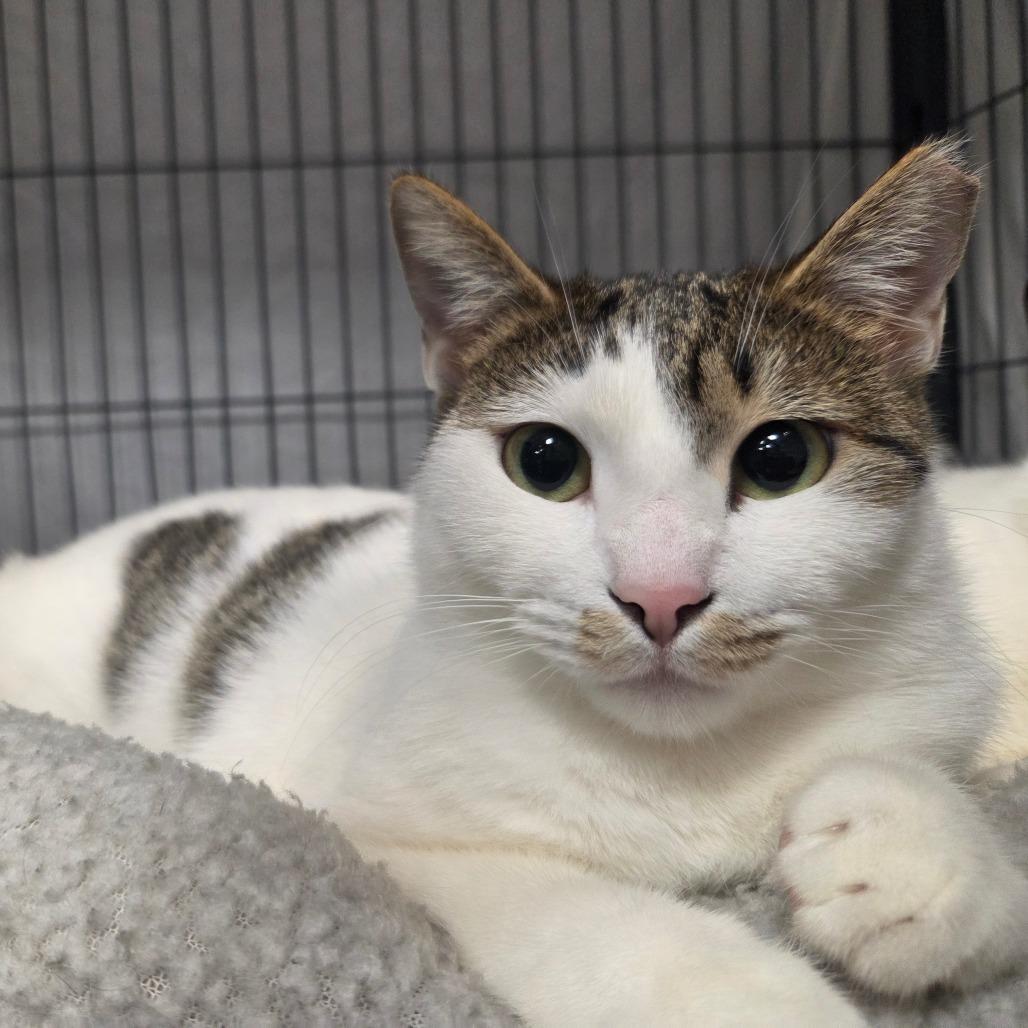 Enlarge Dingo, a Adoptable Domestic Short Hair in Port Charlotte, FL image 3/3