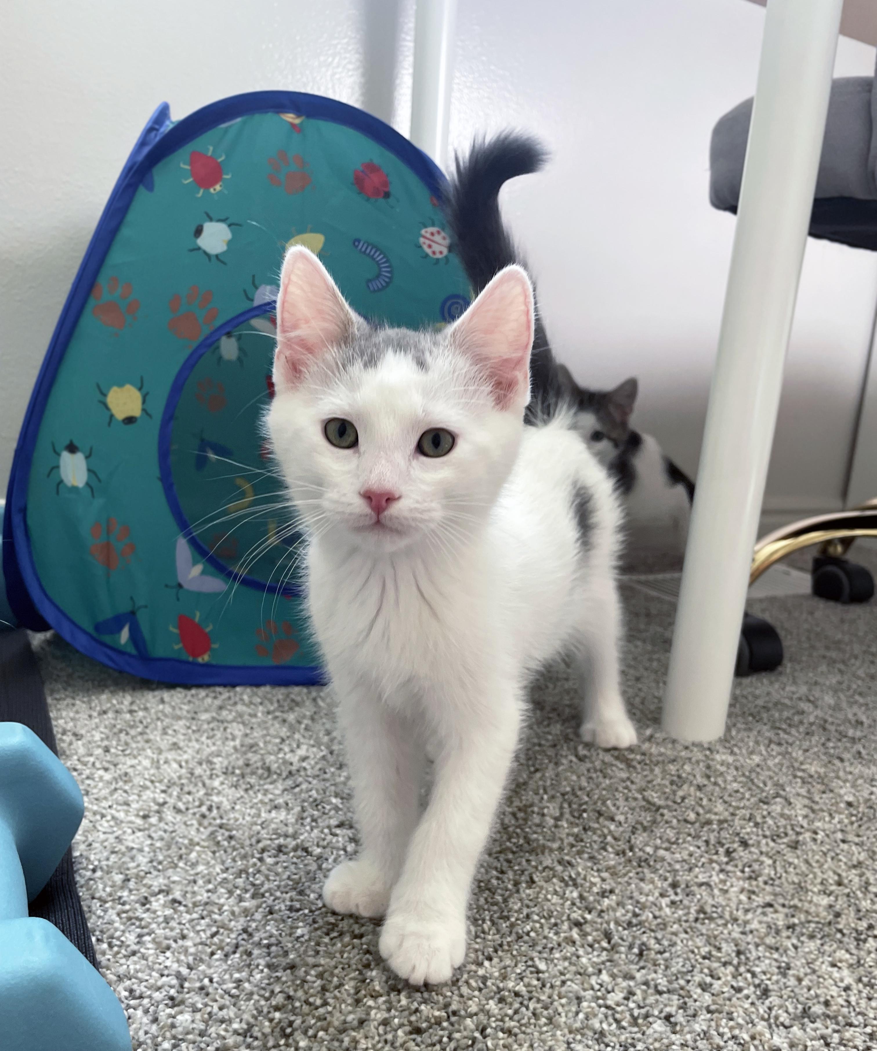 Enlarge Snowball, a ADOPTABLE Domestic Short Hair in Centerville, UT image 6/6