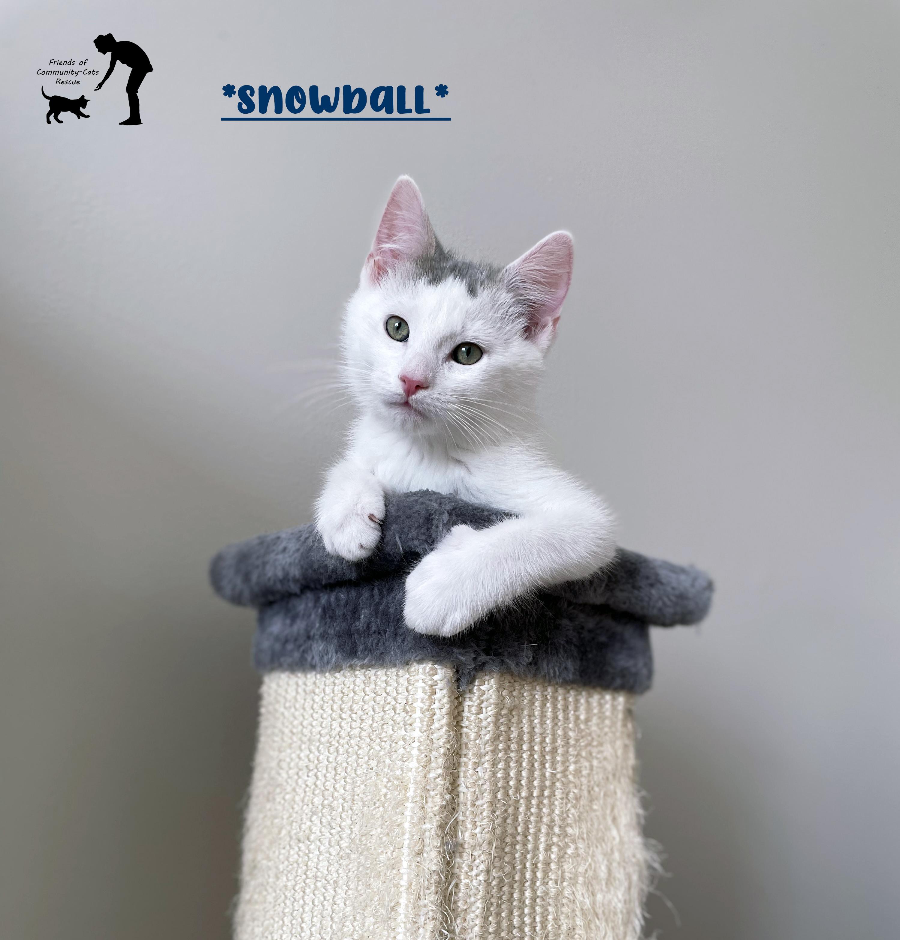 Enlarge Snowball, a ADOPTABLE Domestic Short Hair in Centerville, UT image 4/6