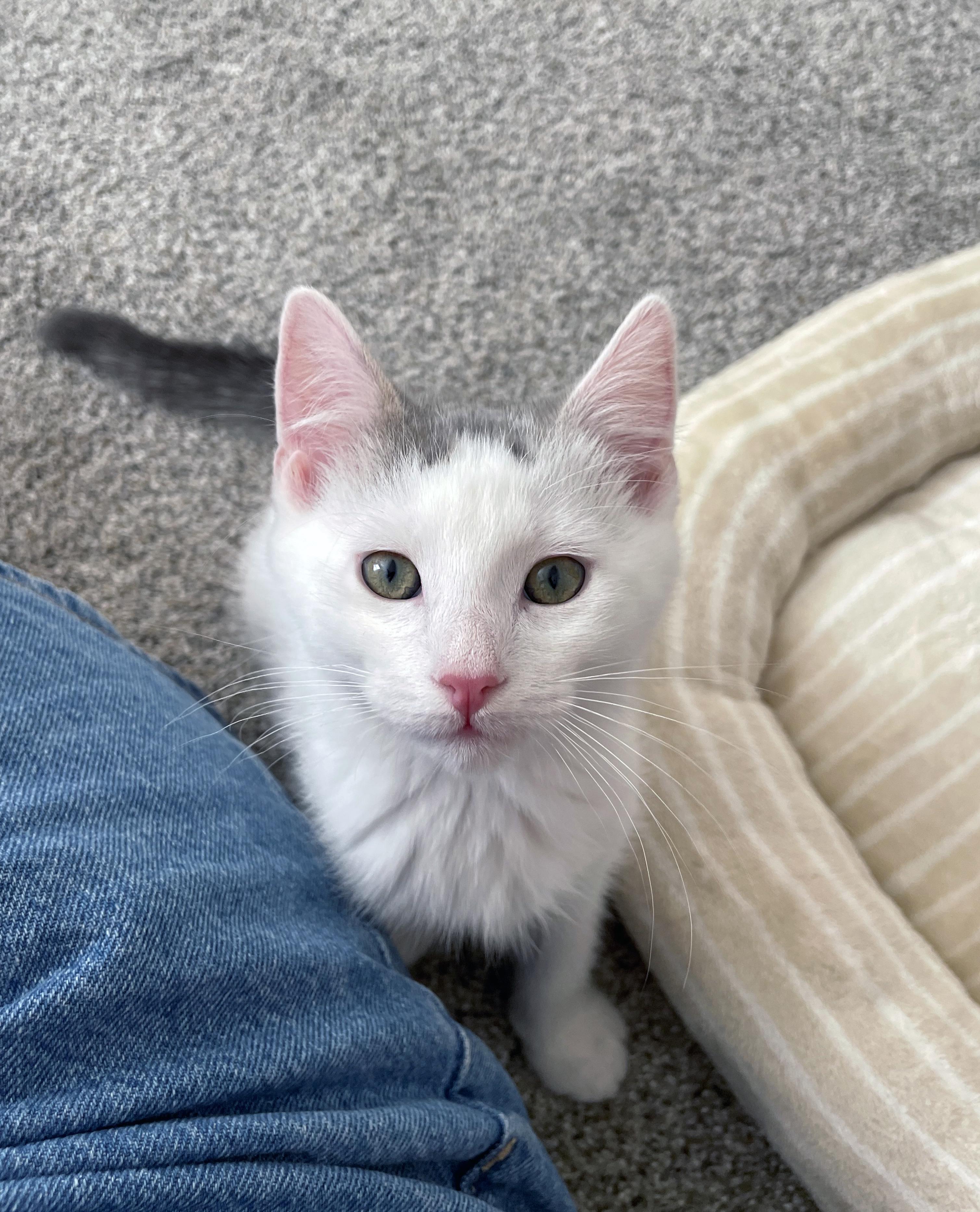 Enlarge Snowball, a ADOPTABLE Domestic Short Hair in Centerville, UT image 5/6