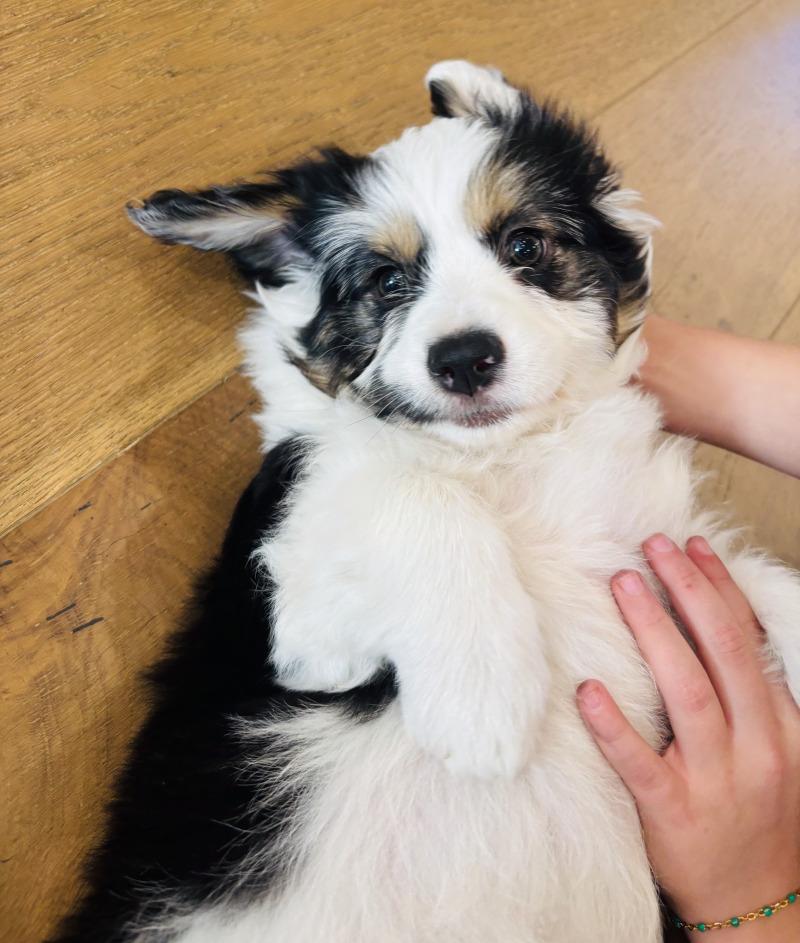 Enlarge Moo, a Adoptable mixed breed in Valley Village, CA image 1/3