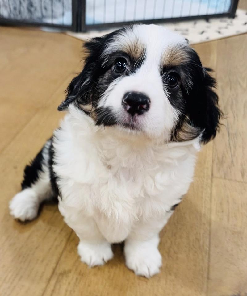 Enlarge Moo, a Adoptable mixed breed in Valley Village, CA image 3/3