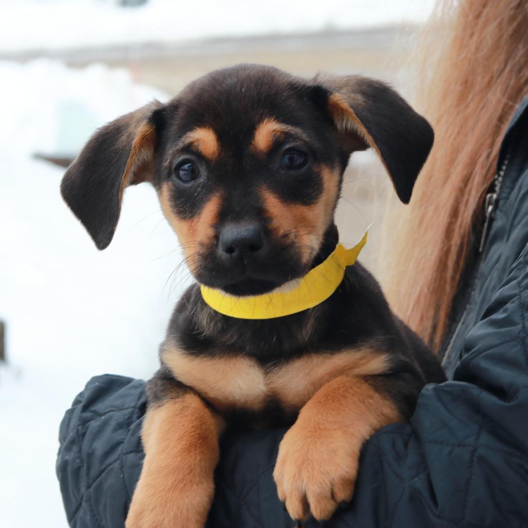 CT Tilly, Adoptable, Puppy Female Hound.