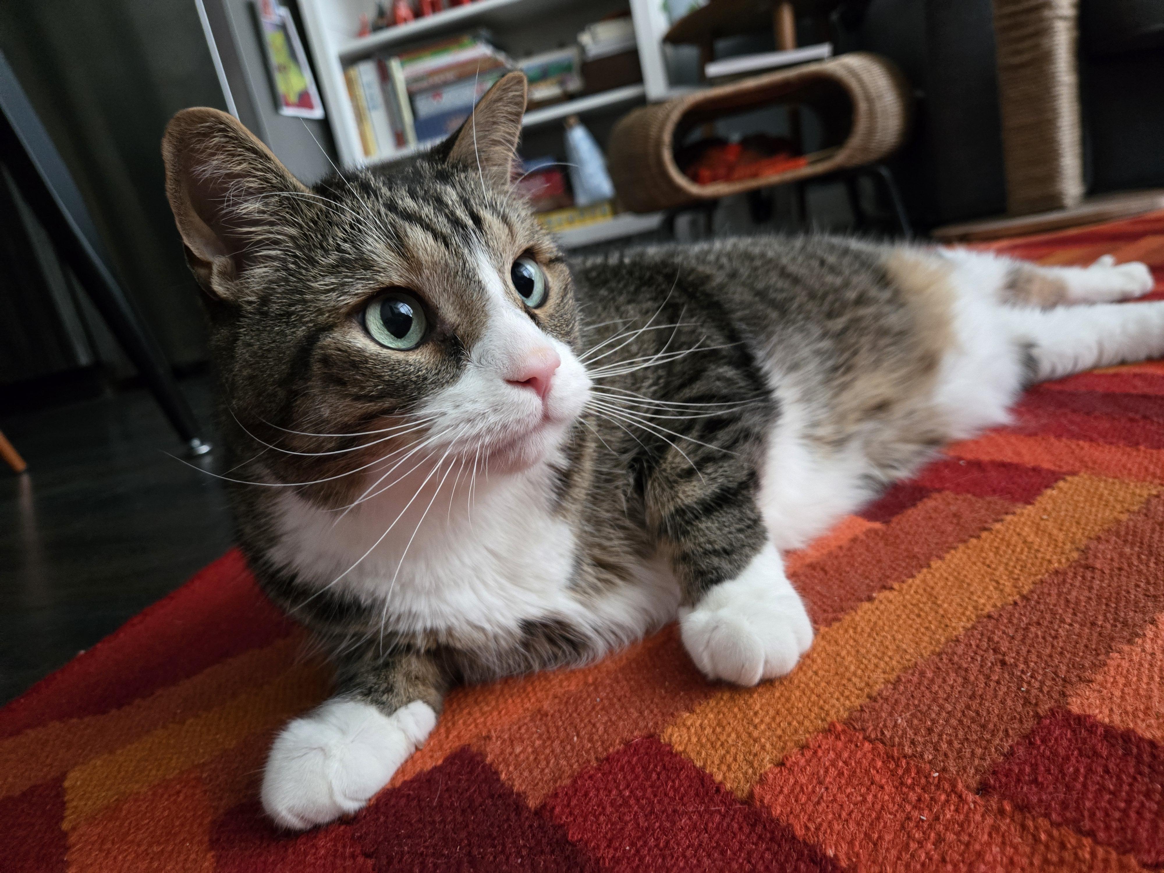 Tigger, a Adoptable mixed breed in Toronto, ON image 2/6