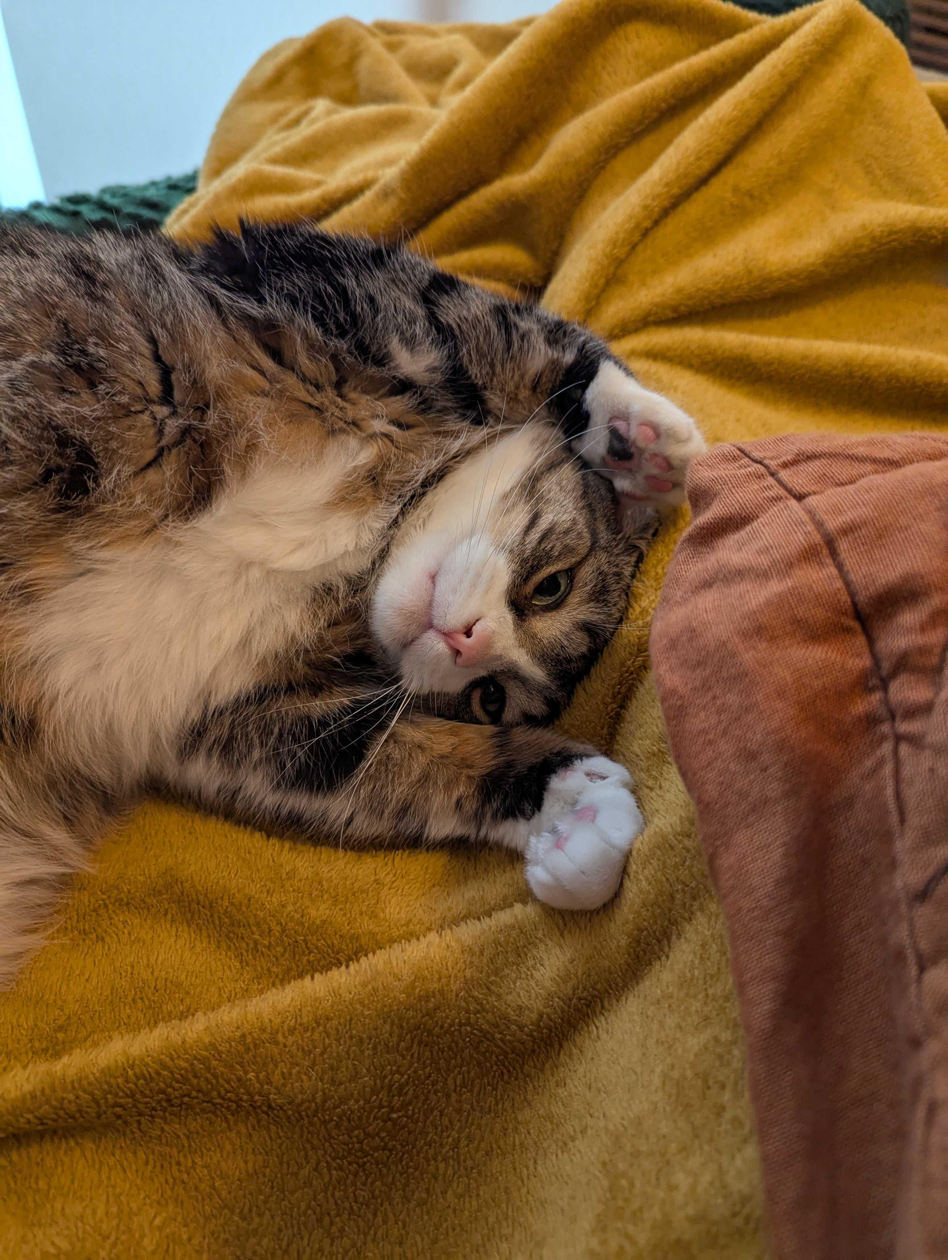 Tigger, a Adoptable mixed breed in Toronto, ON image 6/6