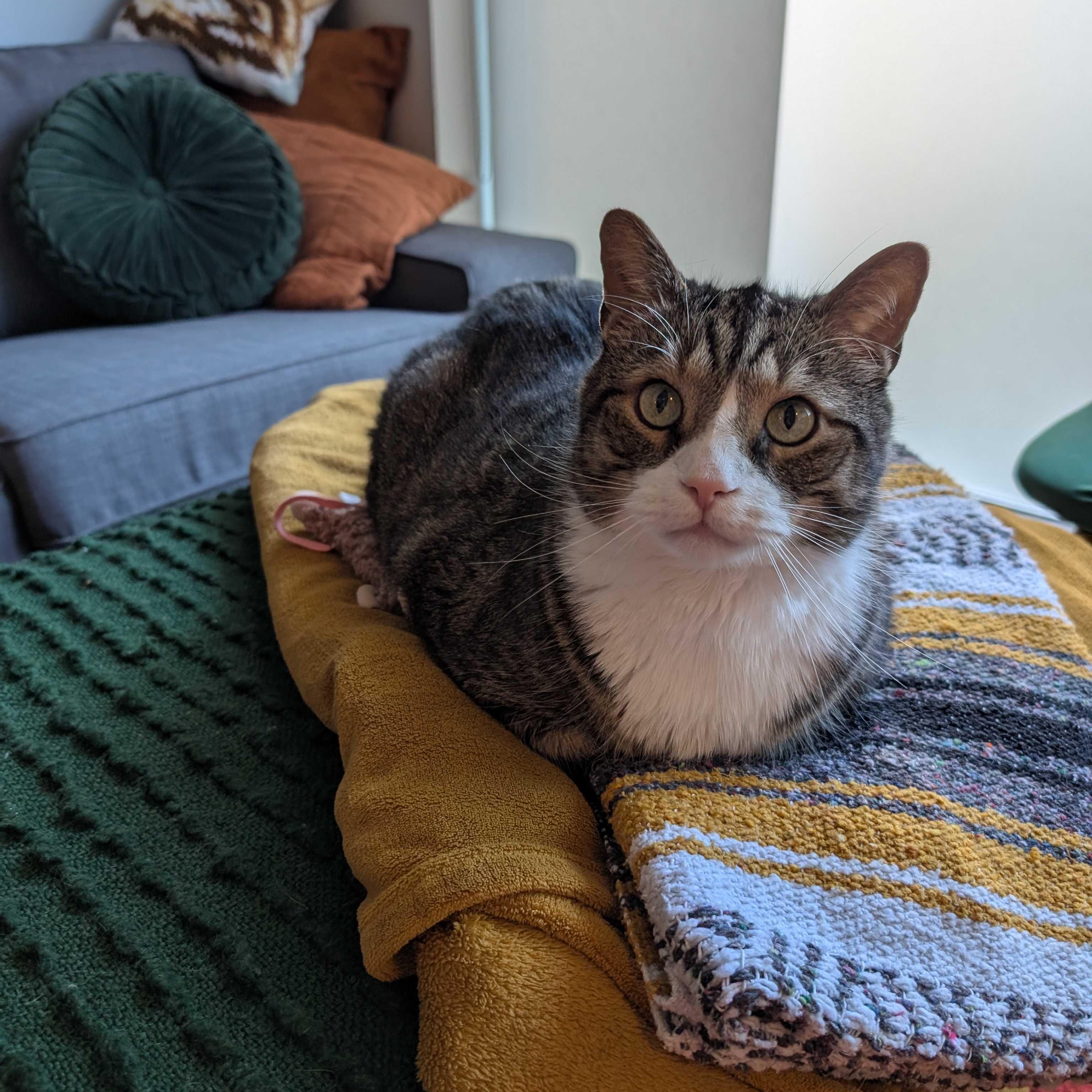 Tigger, a Adoptable mixed breed in Toronto, ON image 1/6