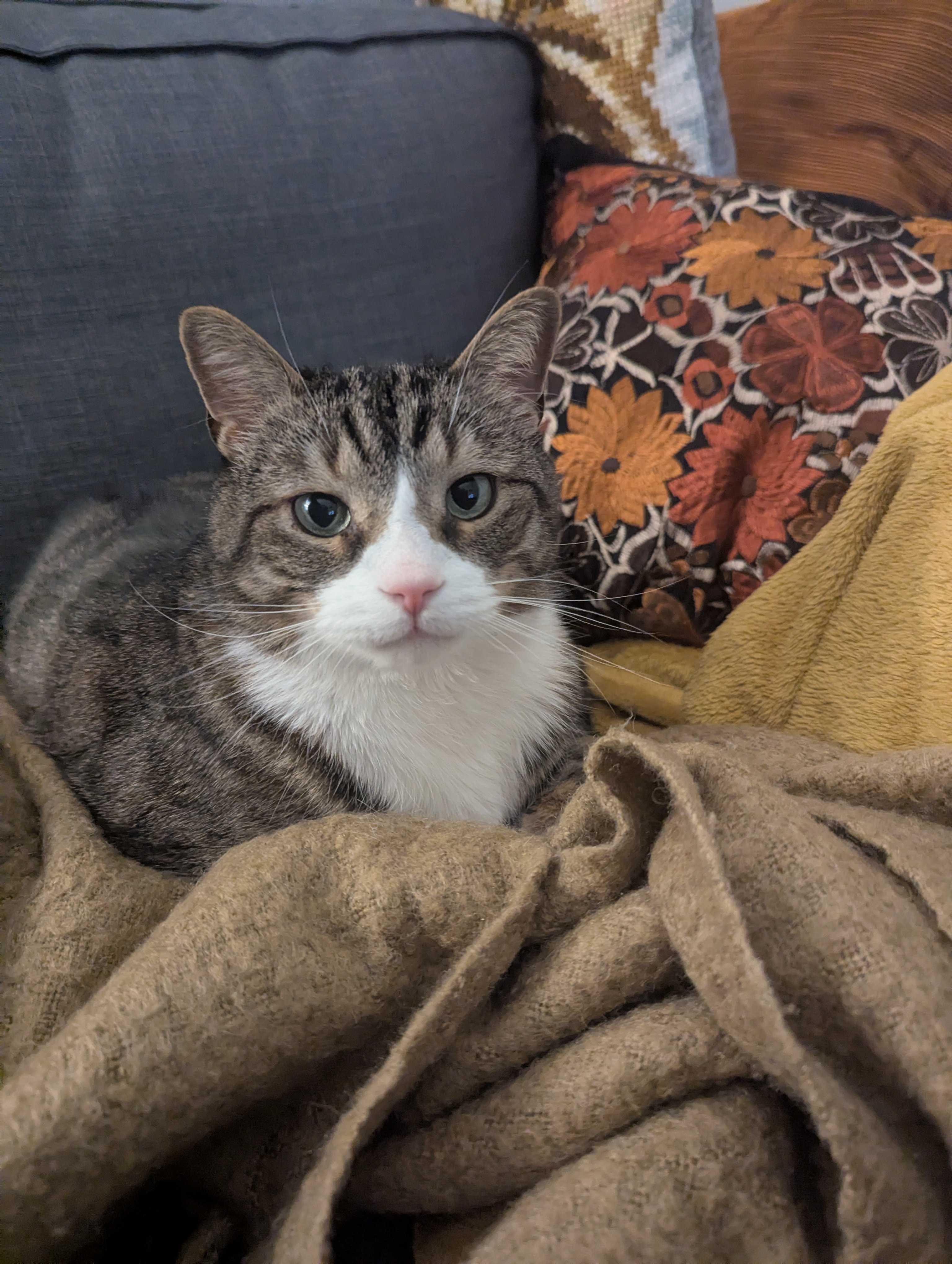 Tigger, a Adoptable mixed breed in Toronto, ON image 3/6