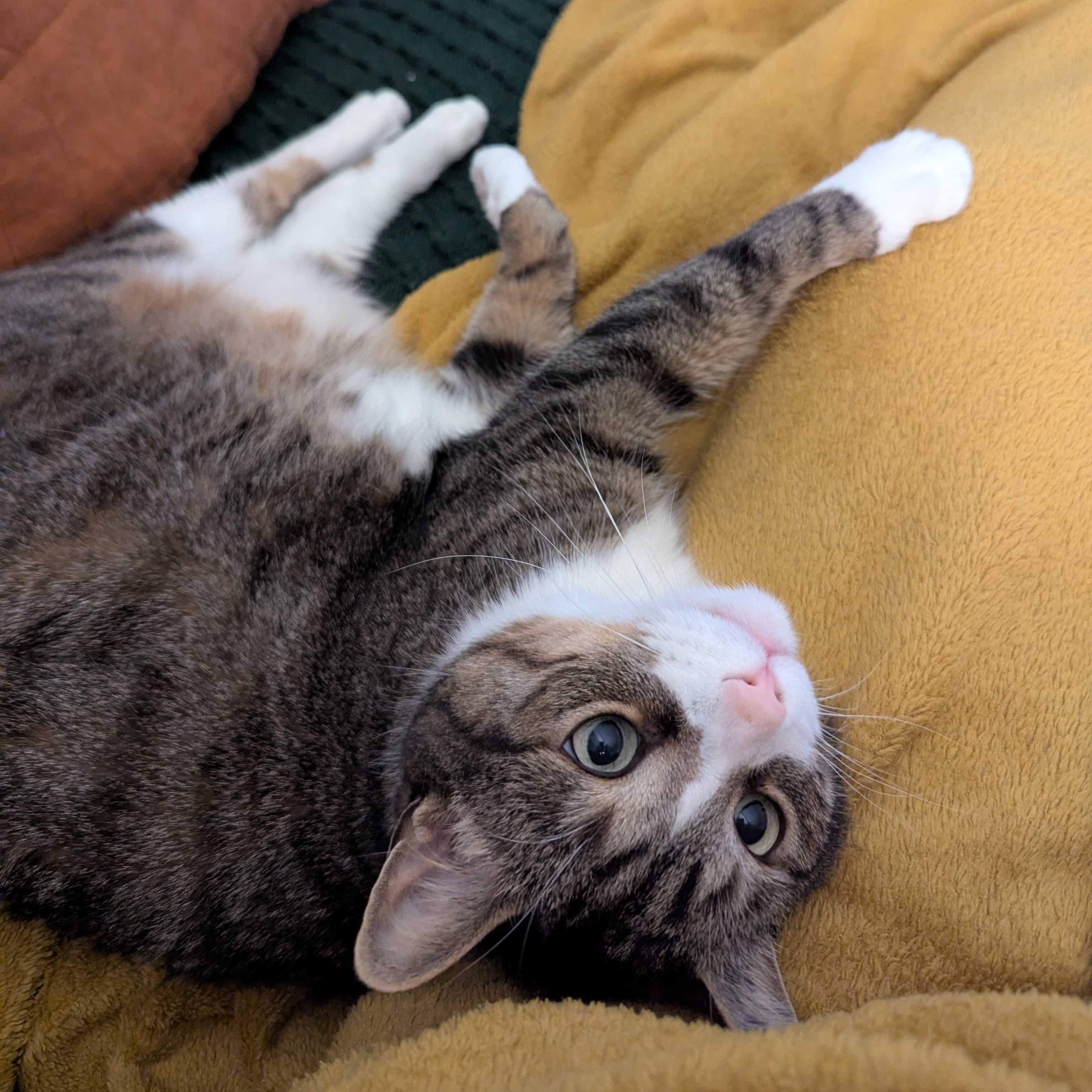 Tigger, a Adoptable mixed breed in Toronto, ON image 5/6