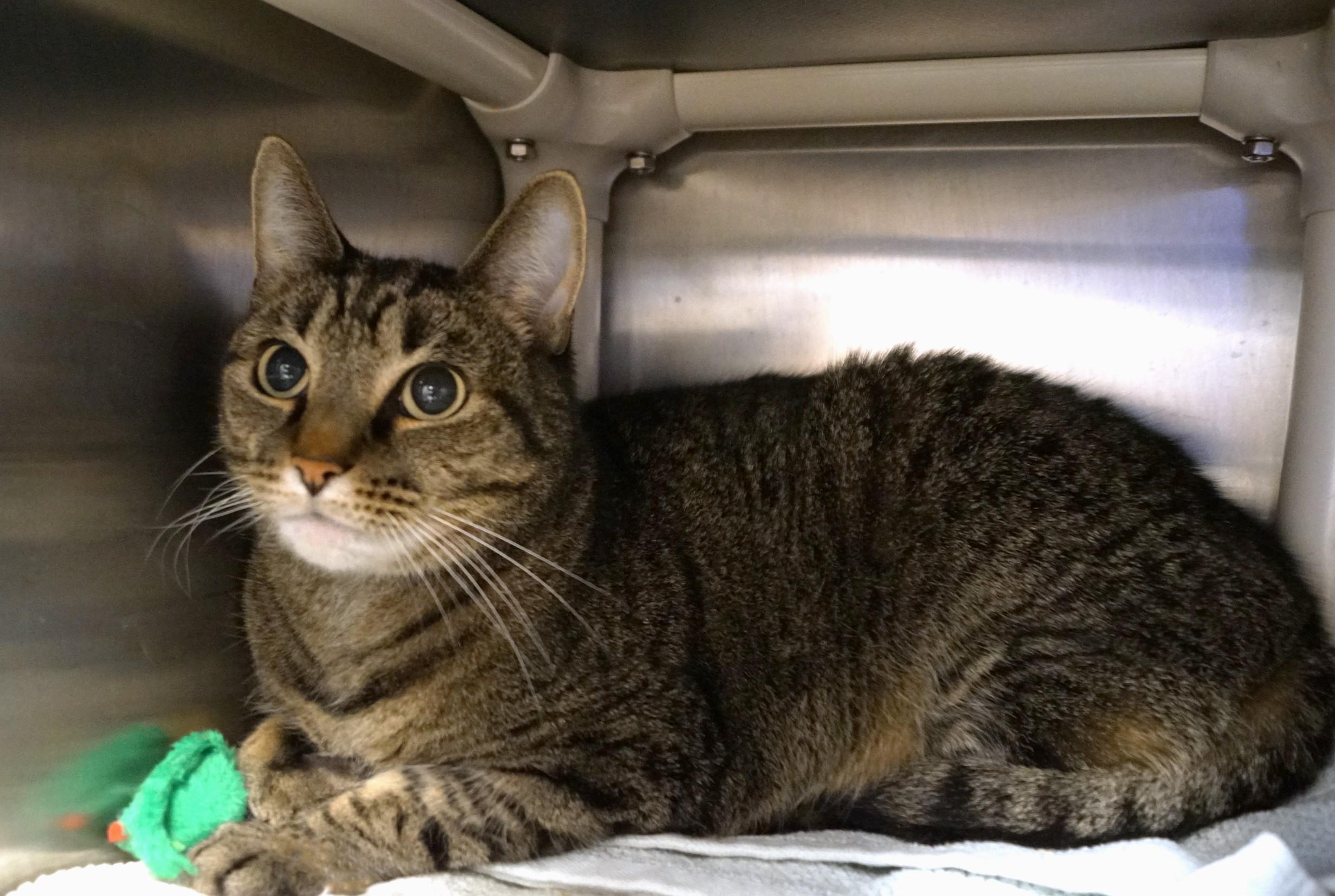 Enlarge Mac, an adopted Tabby in New Milford, CT image 1/6