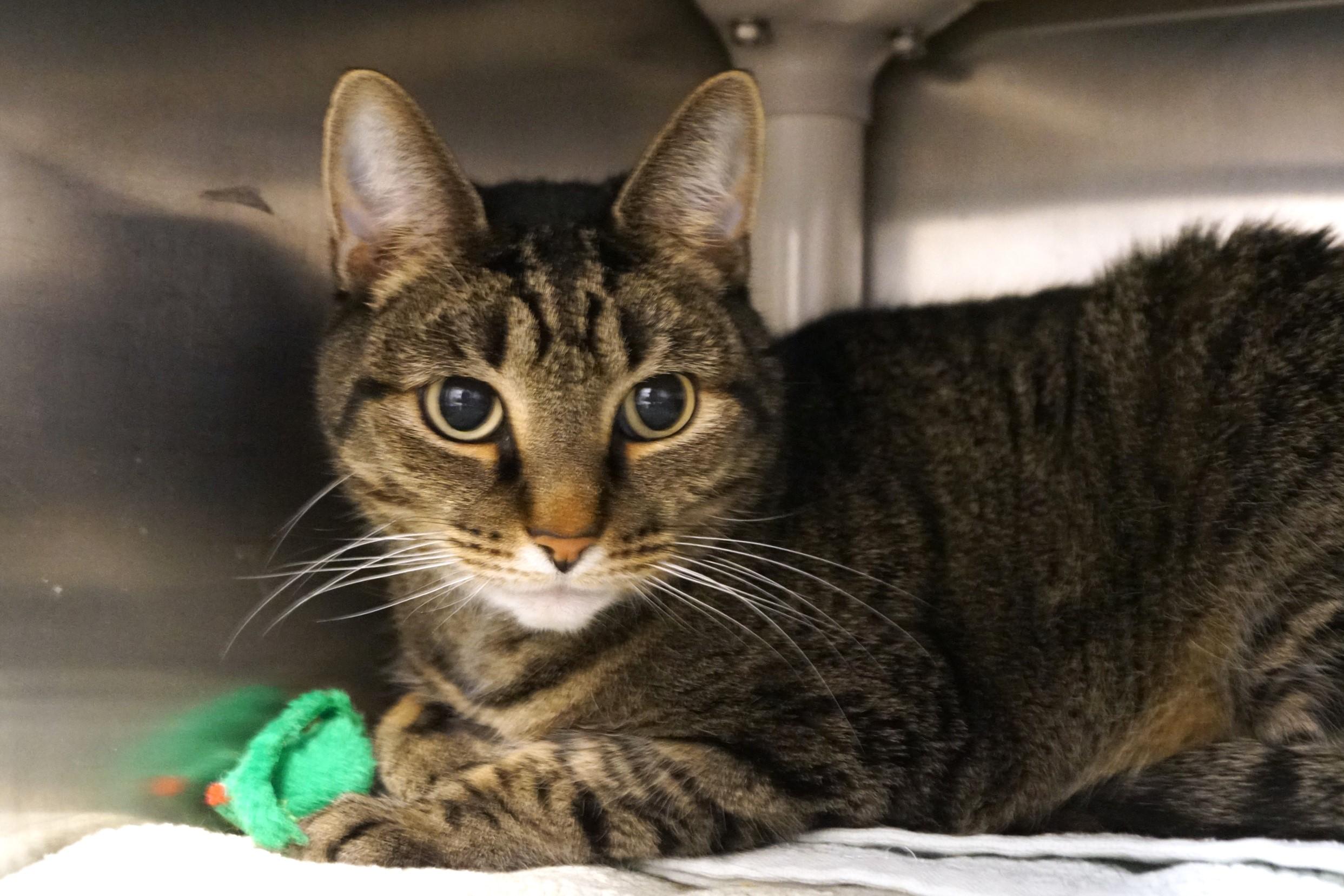 Enlarge Mac, an adopted Tabby in New Milford, CT image 2/6