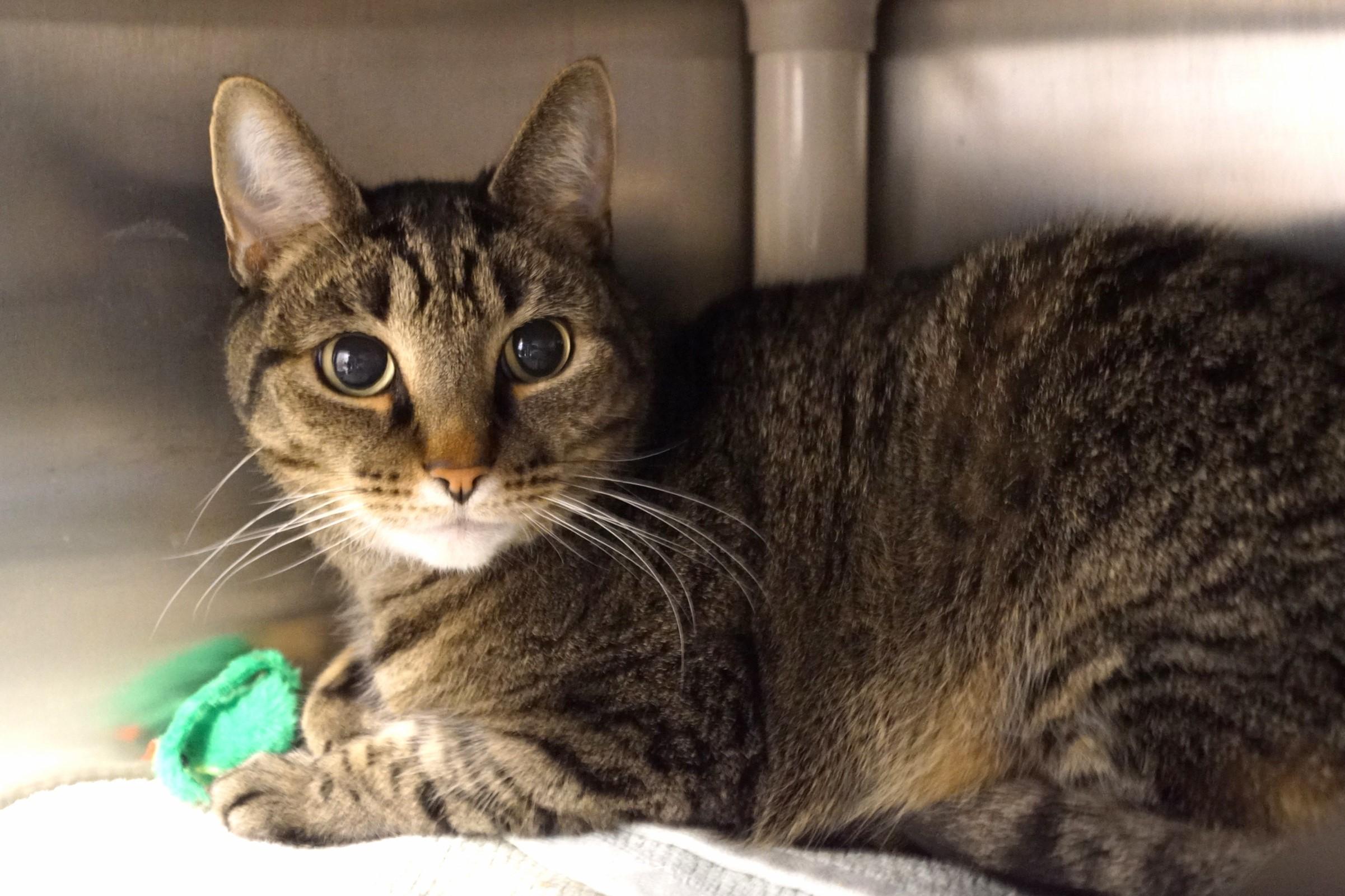 Enlarge Mac, an adopted Tabby in New Milford, CT image 3/6