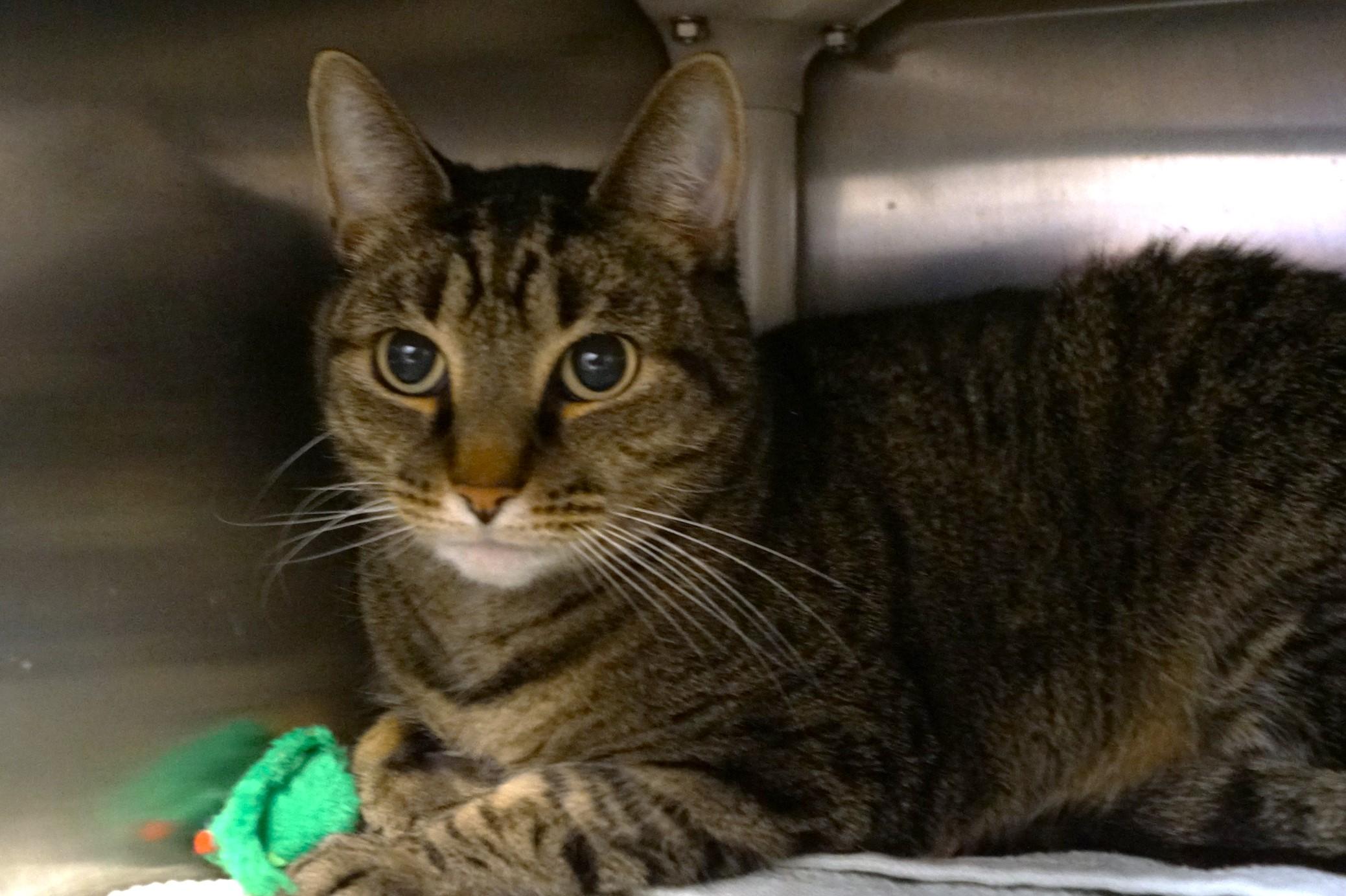 Enlarge Mac, an adopted Tabby in New Milford, CT image 4/6