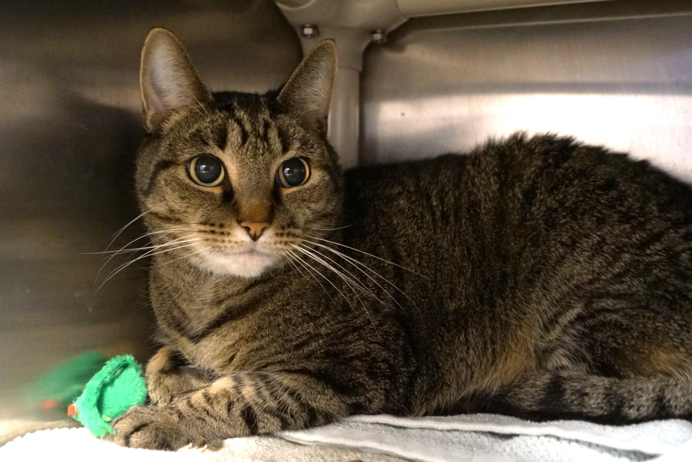 Enlarge Mac, an adopted Tabby in New Milford, CT image 5/6