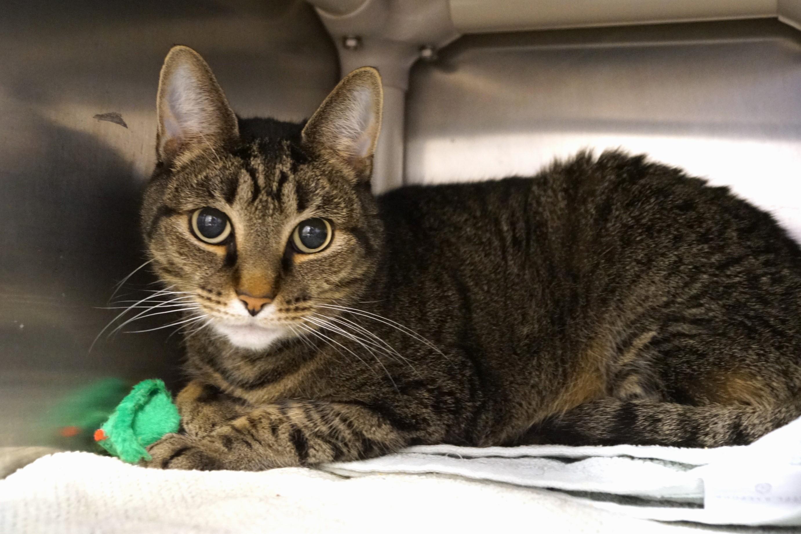 Enlarge Mac, an adopted Tabby in New Milford, CT image 6/6
