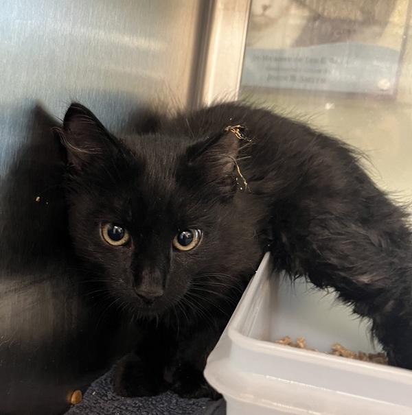 Flora, Adoptable, Kitten Female Domestic Short Hair.