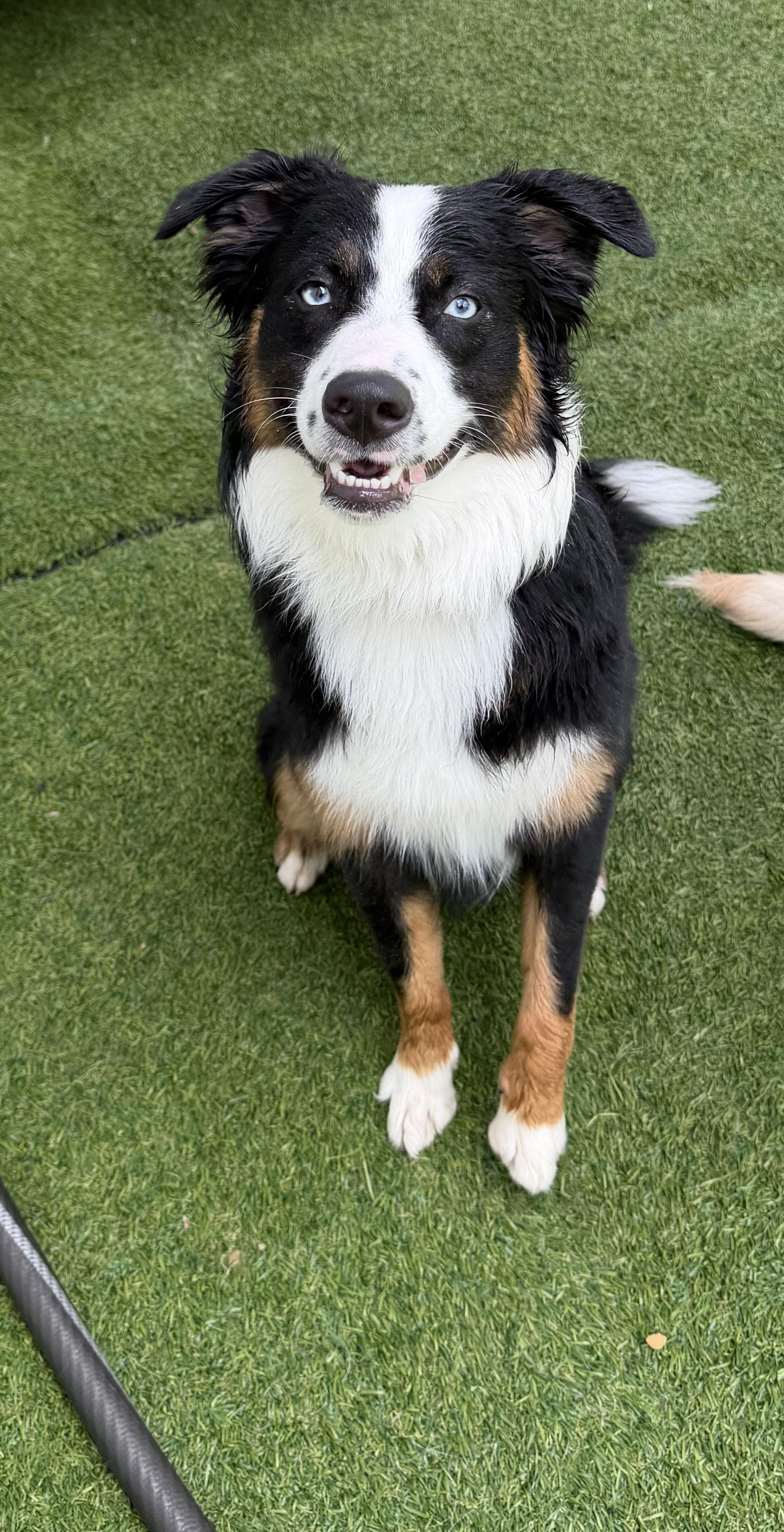 Enlarge Benny, an adopted Australian Shepherd in Kutztown, PA image 2/4