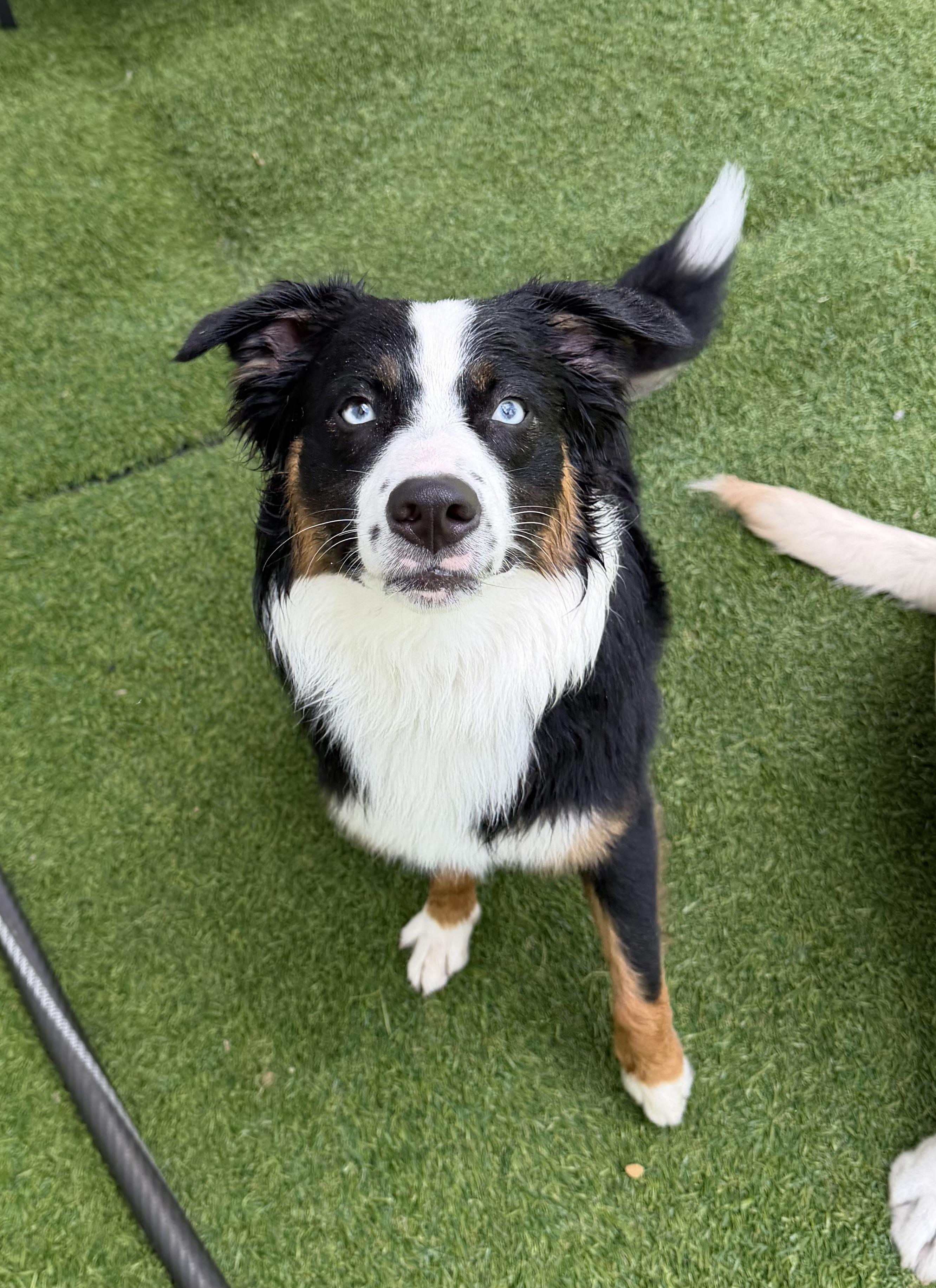 Enlarge Benny, an adopted Australian Shepherd in Kutztown, PA image 3/4