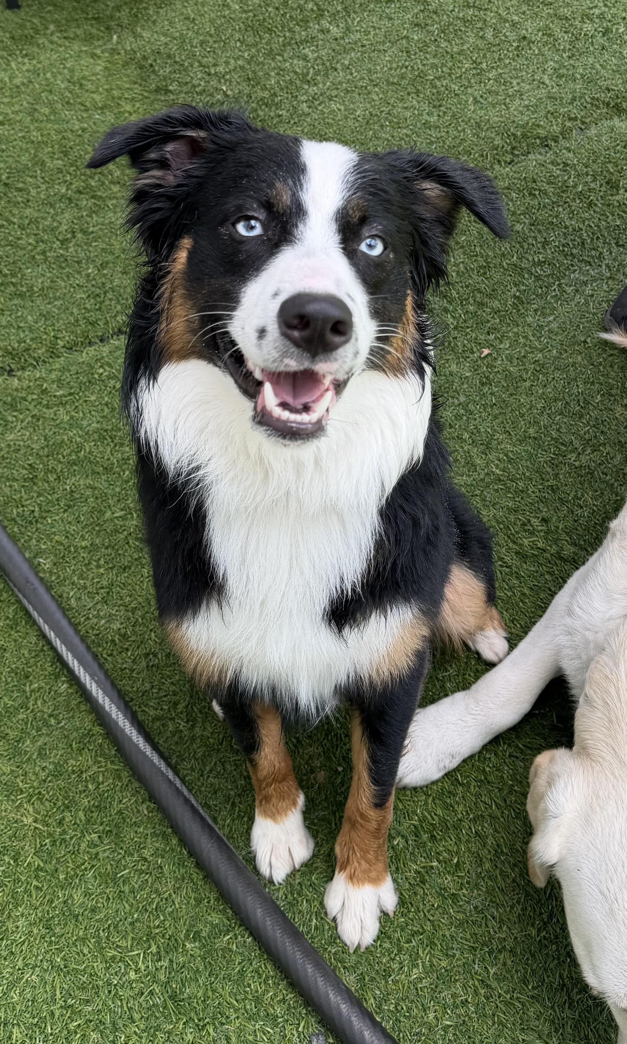 Benny, adopted, Puppy Male Australian Shepherd.